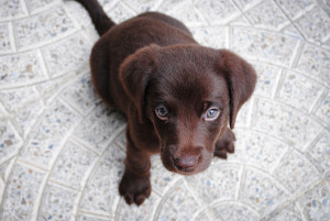 choc lab puppy 2 - Copy