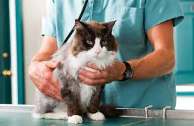 Affording Veterinary Care – One Method