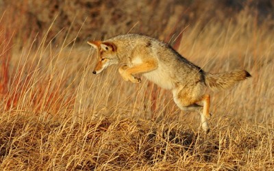 Coyotes Can Prey Upon Small Companion Animals