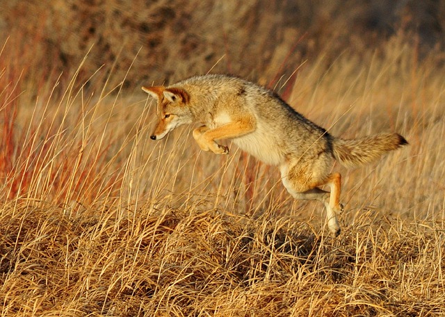 Coyotes Can Prey Upon Small Companion Animals